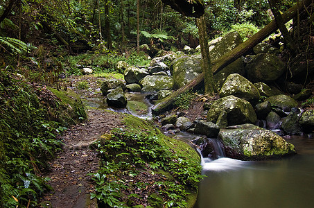 雨林植物照片森林荒野风景树木溪流国家岩石公园图片