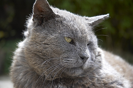 灰猫宠物灰色黄色兽耳动物警觉毛皮图片