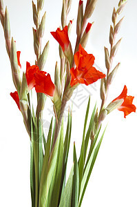 红色格拉迪奥卢斯 Gladiolus花卉区系美丽花瓣图案花园叶子白色宏观植物图片