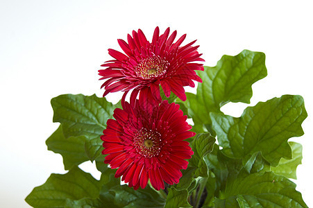 黛西图案花卉美丽鲜花花头叶子家庭雏菊红色花园图片