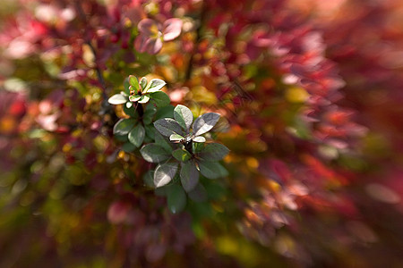 双眼2效应紫色草地绿色彩虹色斑点树叶颜色摄影森林创意图片