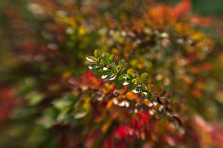 双眼2效应黄色红色创意公园斑点紫色摄影森林树叶绿色图片