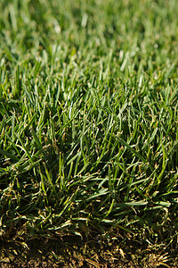 高尔夫球场绿色草的近景图片