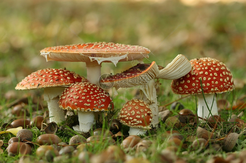 一群塔凳或苍蝇蘑菇白色团体绿色红色图片