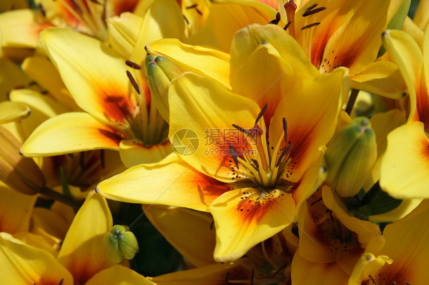 黄色李花瓣花期香水农村栽培百合农场植物群雌蕊阳光图片