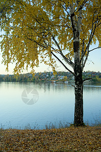 河岸的伯奇 秋天风景图片