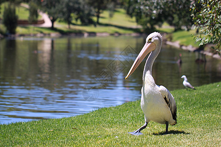 沿河一带的澳大利亚佩利坎佩雷卡纳斯账单黄色翅膀银行水鸟野生动物白色羽毛锥体手表图片
