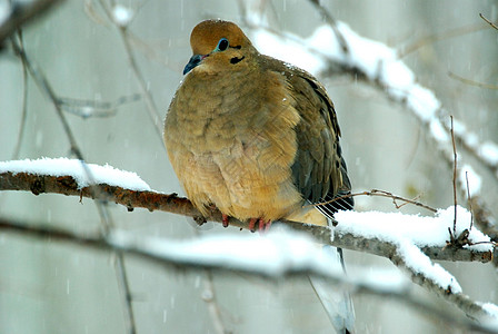 悲哀的鸽子季节野生动物动物群鸟类栖息图片