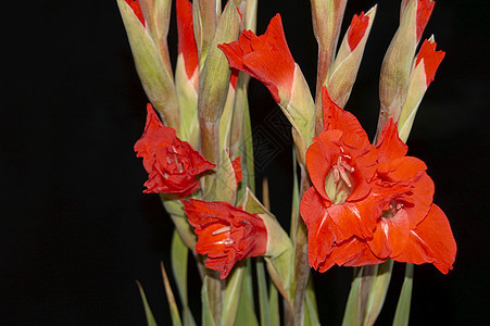红色格拉迪奥卢斯 Gladiolus黑色花束区系白色美丽植物鲜花花瓣宏观图案图片