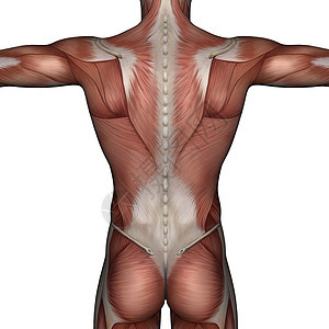 男性3D肌肉运动手臂身体躯干背景图片
