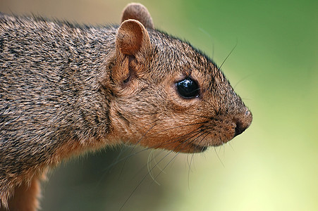 松鱼棕色头发尾巴动物坚果森林毛皮眼睛栗鼠生活背景图片