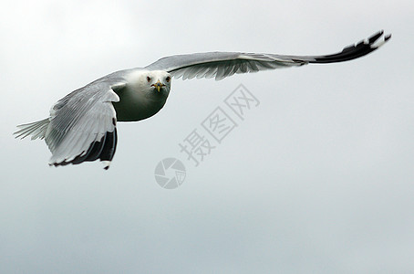 正在飞行的海豹翅膀黑色天空动物航班羽毛白色灰色自由背景图片