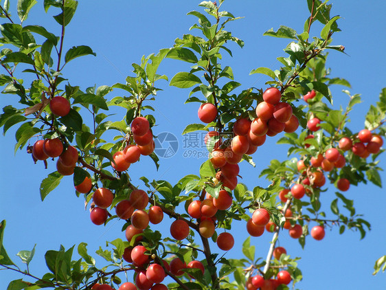 红羽午餐免版税维生素水果甜点小吃修剪烹饪市场生产图片