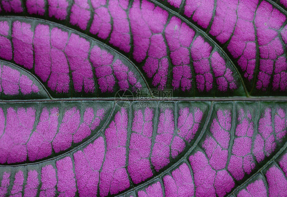 紫叶花园植物群紫色植物宏观花瓣图片
