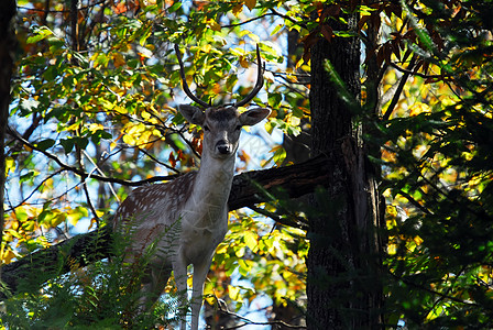 森林和鹿落地鹿公园动物荒野野生动物棕色绿色牛角耳朵打猎动物园背景