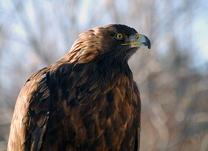 金鹰黄色野生动物猎物捕食者动物天空猎人金子眼睛棕色图片