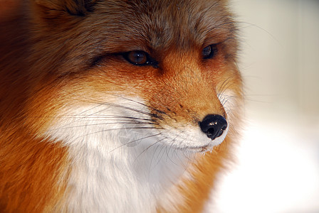 红狐狸野生动物荒野猎人打猎眼睛捕食者红色毛皮哺乳动物动物图片