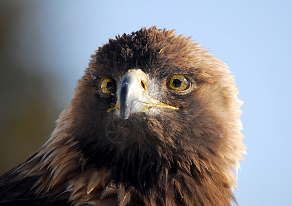 金鹰野生动物眼睛黄色羽毛猎人金子棕色天空动物捕食者图片