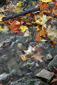 流下瀑布的落叶图片