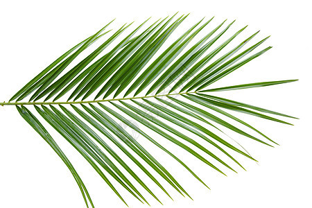 棕榈树叶宏观叶子生长植物绿色白色热带背景图片