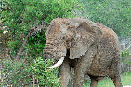 野生动物 非洲象植物生态濒危獠牙耳朵旅游旅行动物丛林怪物背景图片
