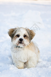 拉萨阿波索小狗在雪中图片