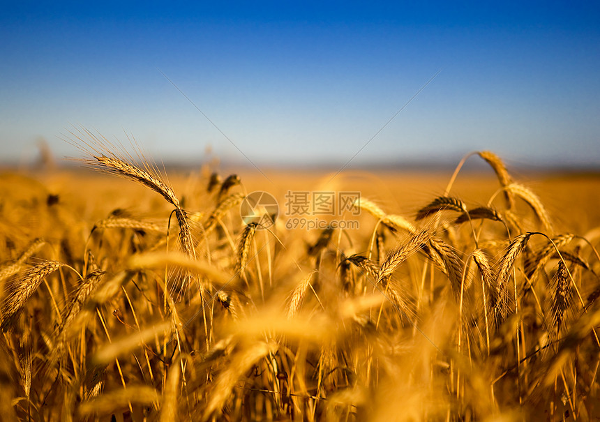 小麦田谷物农田农场粮食收成生长太阳种子稻草土地图片