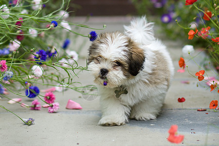 拉萨阿波索小狗棕色犬类宠物动物恶作剧咀嚼哺乳动物花朵白色花园图片