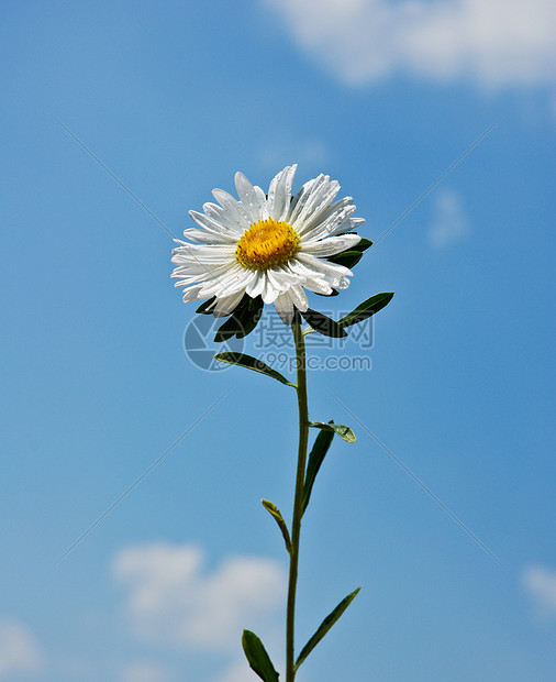 生命是一朵花图片