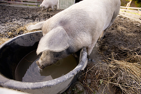 水碗猪猪肉家畜耳朵鼻子好奇心粉色小猪口渴公猪动物图片