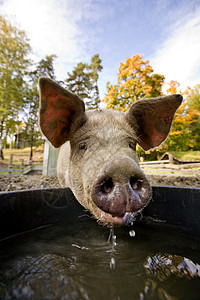 水碗猪公猪粉色好奇心耳朵家畜口渴小猪鼻子猪肉动物图片