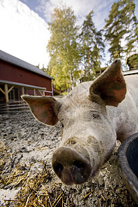 好奇猪小猪谷仓公猪粉色家畜鼻子好奇心动物猪肉图片
