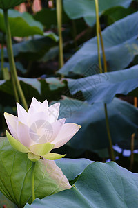 莲花彩色分支木纹飞溅百合花束莲蓬蕾丝荷叶码头诡计图片