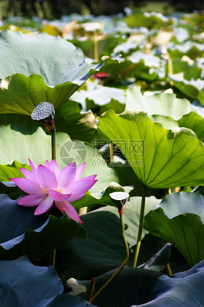 莲花彩色蕾丝飞溅诡计百合码头若虫睡莲莲蓬叶水木纹图片