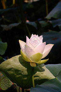 莲花彩色蕾丝分支叶水池塘荷叶百合莲蓬睡莲码头木纹图片