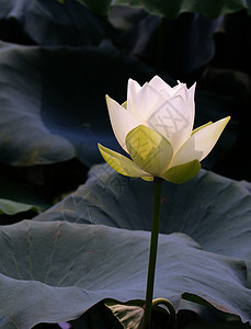 莲花彩色莲蓬荷叶木纹诡计池塘叶水睡莲蕾丝百合码头图片