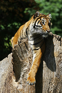 苏门特兰虎风度荒野猎人休息豹属濒危野猫老虎姿势日志图片