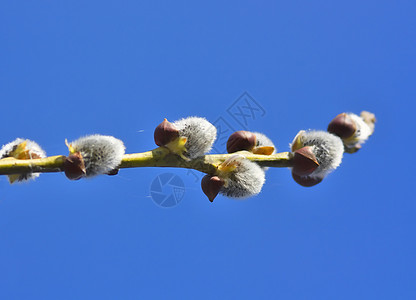 复活节柳柳宏观太阳衬套蓝色过敏天空植物季节植物学生长图片