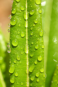 树叶水滴仙人掌植物选择性纹理自然叶子水滴肉质飞沫植物学焦点背景