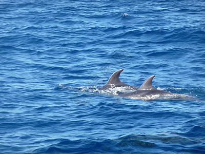 海豚哺乳动物波浪生活荒野动物群海浪海洋游泳蓝色海景图片
