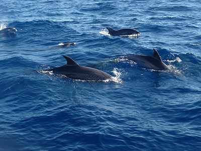 宽吻海豚海豚科蓝色的高清图片