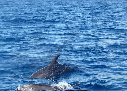 海豚游泳哺乳动物波浪海景野生动物生物海浪海洋荒野图片