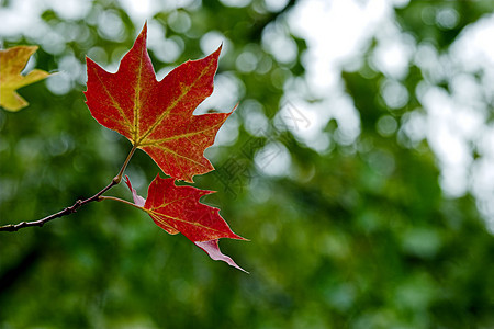 秋叶落叶场景叶子季节金子绿色植物棕色黄色季节性植物群花园高清图片素材