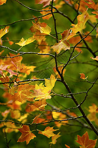 秋叶落叶红色森林棕色季节性绿色黄色植物群生活季节墙纸树高清图片素材