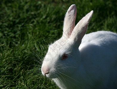 白兔子哺乳动物宠物动物园警报胡须荒野魔法警觉兔子鼻子图片