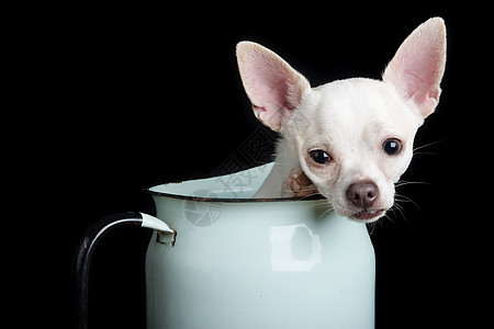 奇瓦亚州朋友猎犬卡片警卫头发魅力愤怒宠物姿势口袋图片