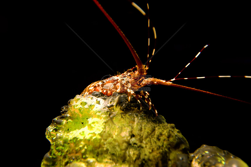 带龙虾的珊瑚图片
