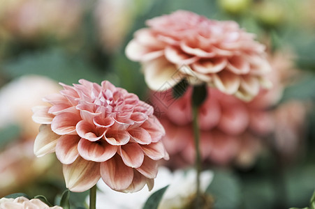 粉红红色大丽花花植物学大丽花植物快乐辉煌花店花束叶子花园季节图片