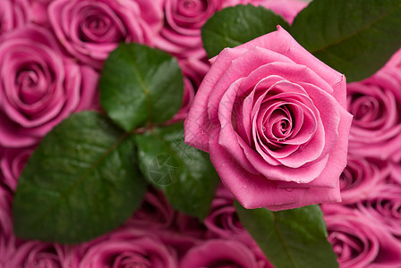 浪漫的玫瑰叶子粉色树叶绿色花瓣图片