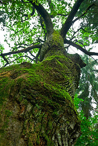 威猛的橡木叶子森林皮层木头分支机构绿色棕色树叶苔藓天空图片
